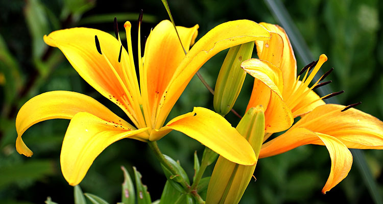 Yellow lilies